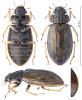 Helophorus sp.